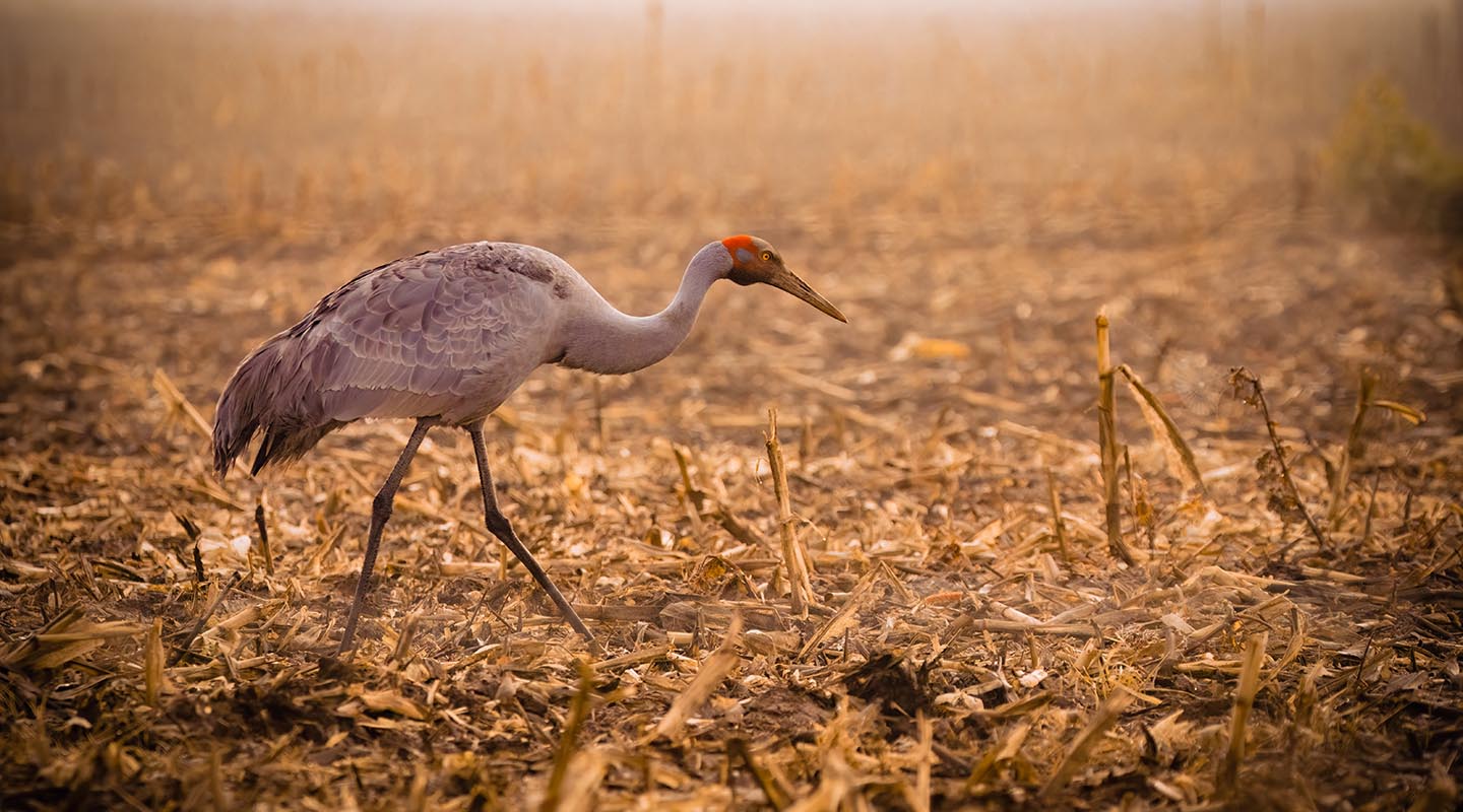 Brolga in habitat